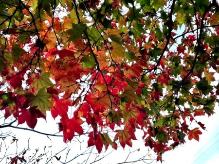 thumbnail_IMG_4049 (2)