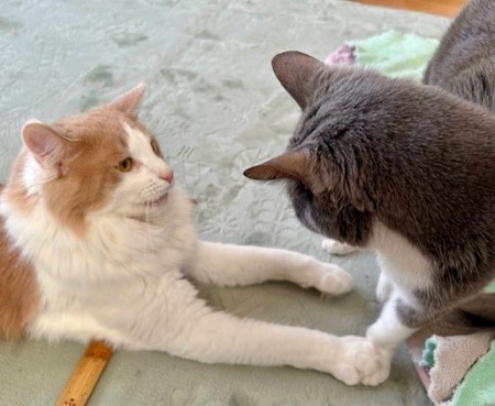 thumbnail_IMG_5208 (3)