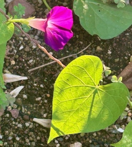 thumbnail_IMG_2642 (1)