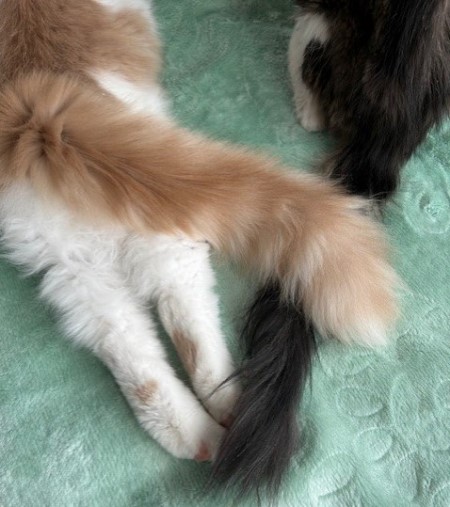 thumbnail_IMG_7452 (1)