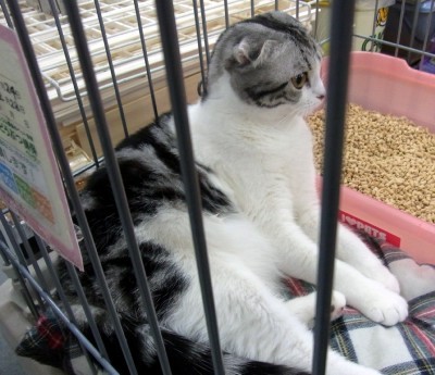 「猫だらけ」