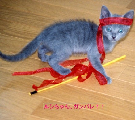 ルシアン子猫さん