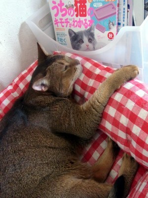 「猫だらけ」