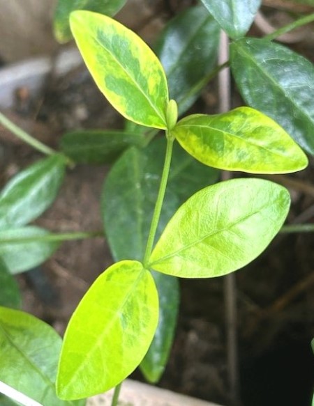 thumbnail_IMG_8023 (1)