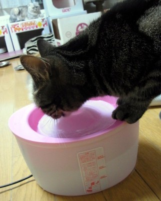 「猫だらけ」