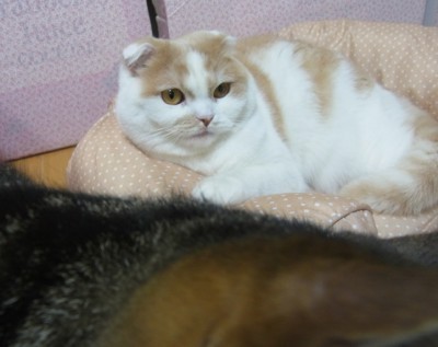 「猫だらけ」