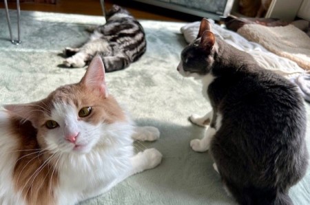 thumbnail_IMG_3367 (1)