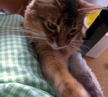 「猫だらけ」