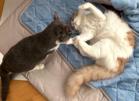 thumbnail_IMG_4161 (1)