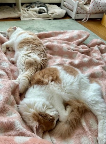 78c1f0cd-af34-40aa-909d-426e0b11100a