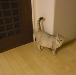 「猫だらけ」