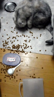 「猫だらけ」