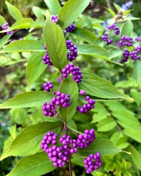 thumbnail_IMG_9381 (1)