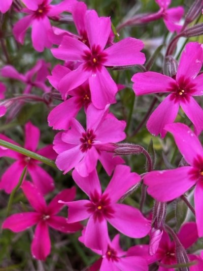 thumbnail_IMG_0079