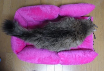 「猫だらけ」