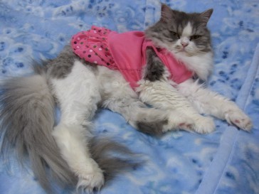 「猫だらけ」