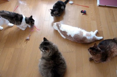 「猫だらけ」