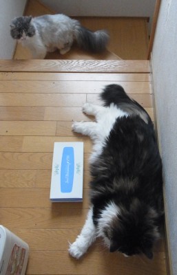 「猫だらけ」