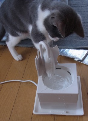 「猫だらけ」