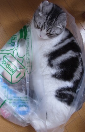 「猫だらけ」