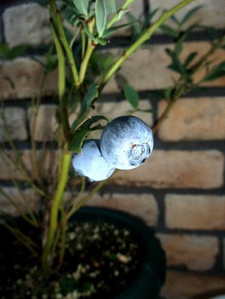 2008_07300025