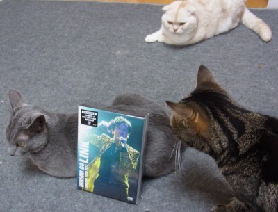 「猫だらけ」