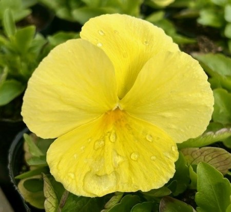 thumbnail_IMG_4169 (1)