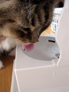 「猫だらけ」