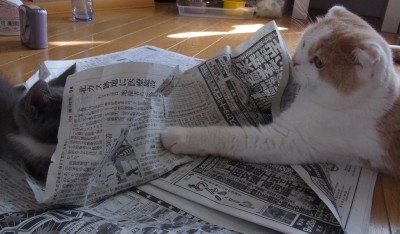 「猫だらけ」