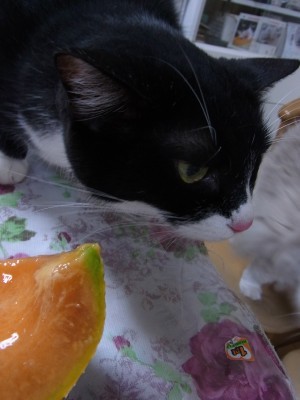 「猫だらけ」