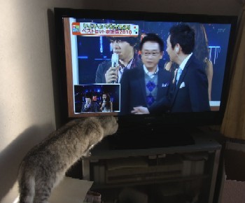 「猫だらけ」