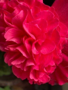IMG_69272