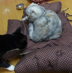 「猫だらけ」