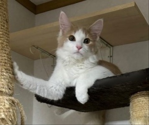 thumbnail_IMG_3529