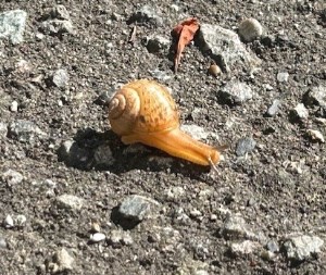 thumbnail_IMG_7031 (1)