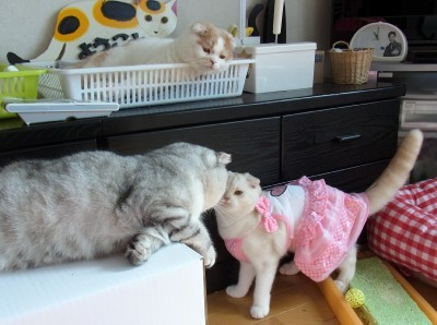 「猫だらけ」
