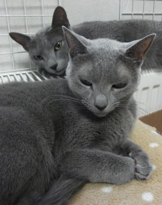 「猫だらけ」
