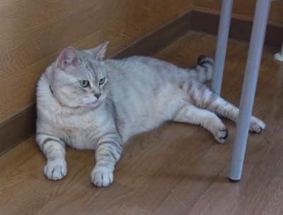 「猫だらけ」