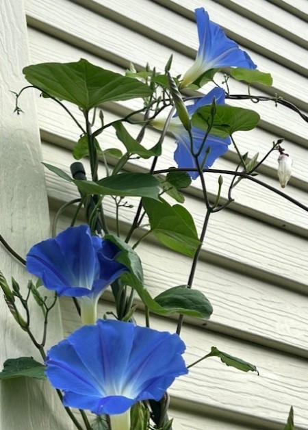 thumbnail_IMG_4228 (1)