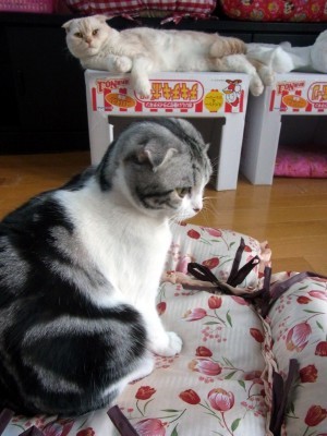「猫だらけ」