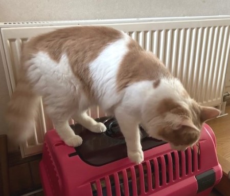 thumbnail_IMG_1245 (1)