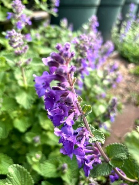 thumbnail_IMG_0305