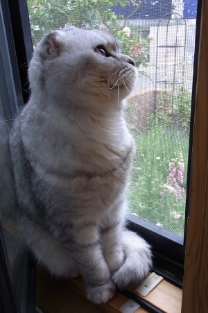 「猫だらけ」