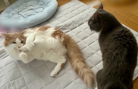 thumbnail_IMG_2049_1