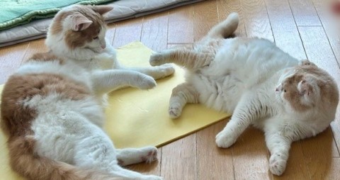 thumbnail_IMG_0406 (1)