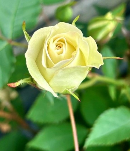 thumbnail_IMG_7784