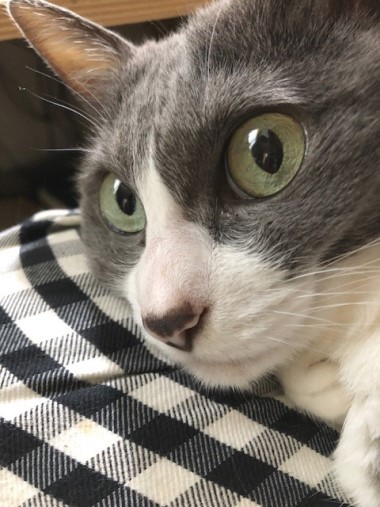 猫が膝の上で寝ると嬉しいけど困ること 猫だらけ Powered By ライブドアブログ 猫が膝の上で寝ると嬉しいけど困ること 猫だらけ Powered By ライブドアブログ