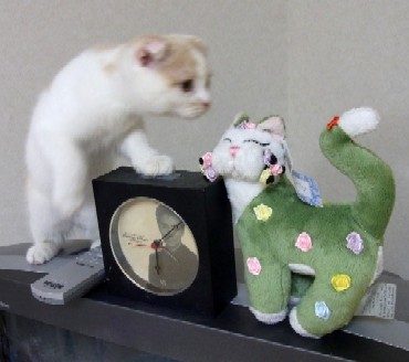 「猫だらけ」