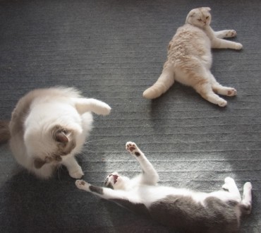 「猫だらけ」
