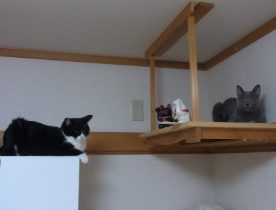 「猫だらけ」